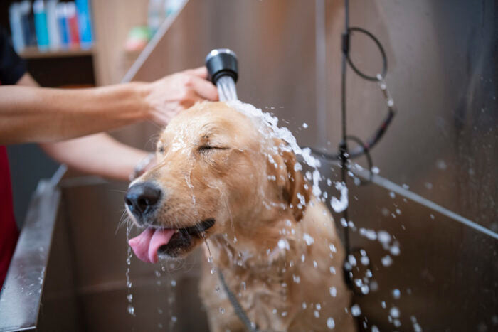 Why Hair Stylists and Dog Groomers Struggle with Damaged Skin—And How Barrier Repair Is the Missing Piece